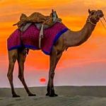 camel riding 4