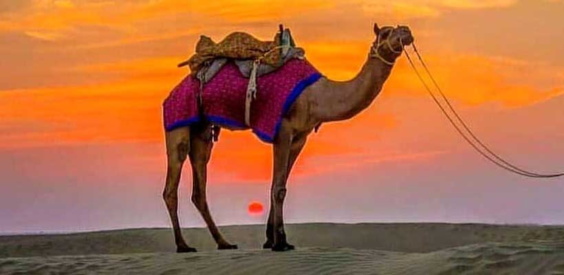 camel-riding-4