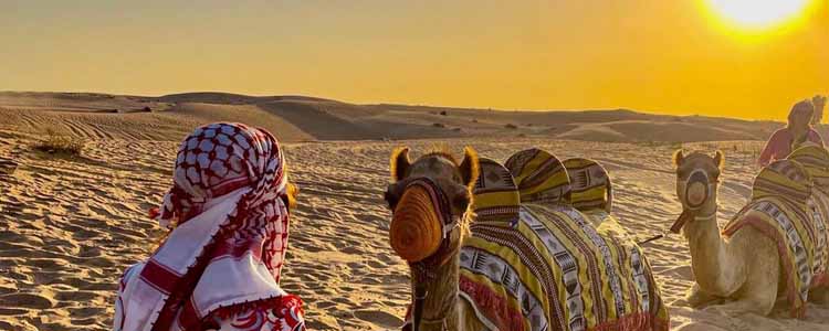 Tourist Girl Sitting with Camels in the Dubai Desert
