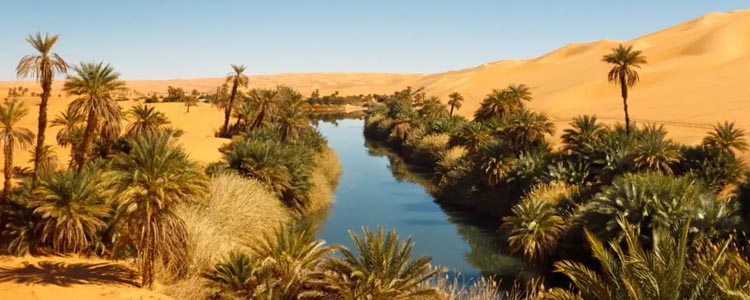 UAE Deserts Transform into Lush Oases