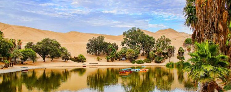 UAE Deserts Transform into Lush Oases - Top Story